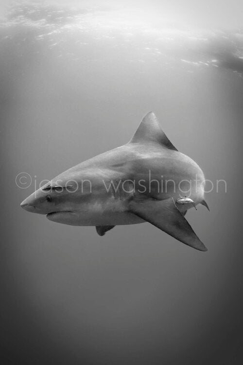 Black-and-white underwater portrait of a large bull shark swimming toward the camera in open water, its powerful body and dorsal fin sharply outlined against a smooth gradation of light above.
