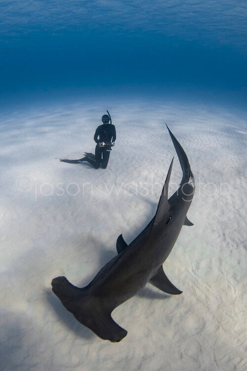 Underwater photograph of a freediver kneeling on a white sandy seabed as a great hammerhead shark swims past in clear blue water.