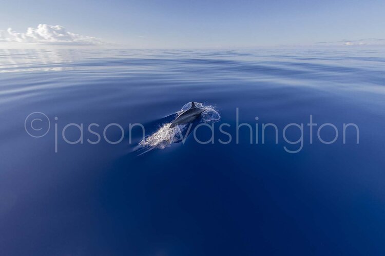 A dolphin leaping through perfectly calm, deep-blue water, breaking the surface in a spray of droplets under a clear, pale sky.