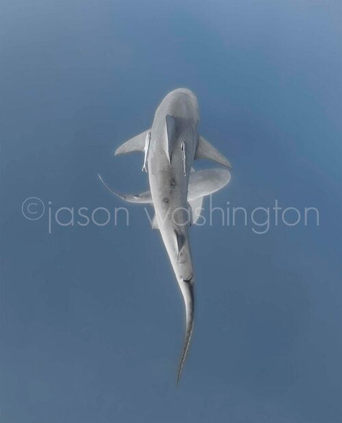 Overhead underwater view of a solitary bull shark swimming through deep blue water, its full body and fins clearly visible against a softly gradated background.