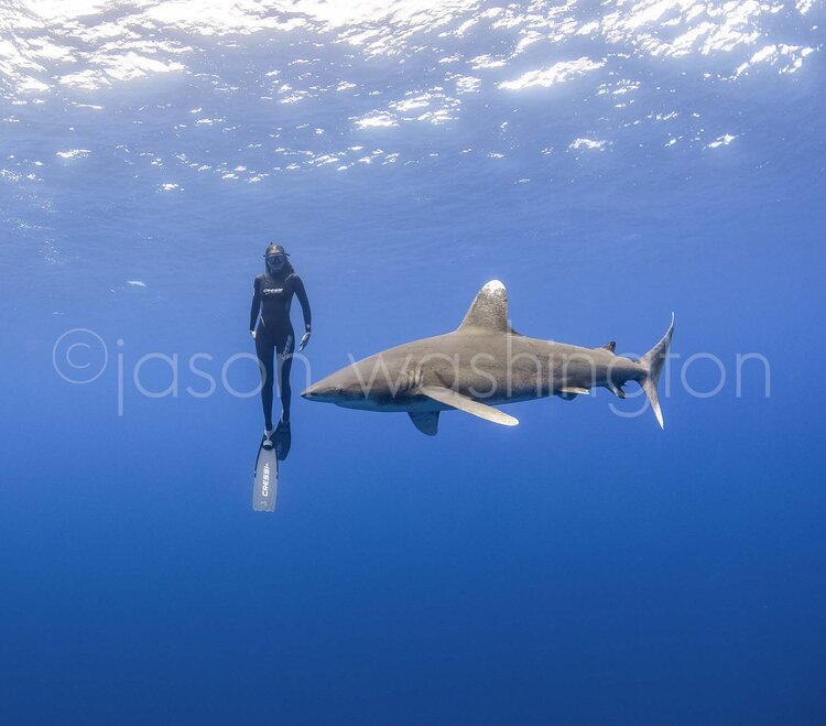 Underwater photograph of a freediver in a black wetsuit floating beside an oceanic white tip shark in deep blue water, both silhouetted against the sunlit surface above.