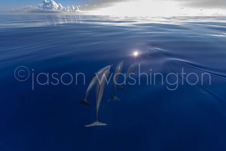 Three dolphins swimming side by side just below the calm water’s surface, with sunlight reflecting on the glassy sea and soft clouds on the horizon.