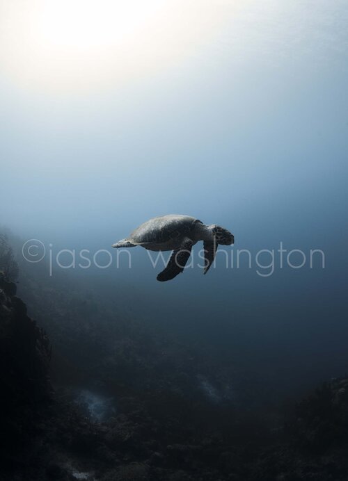 Underwater view of a hawksbill sea turtle swimming through deep blue water toward a bright patch of sunlight filtering down from the surface above.