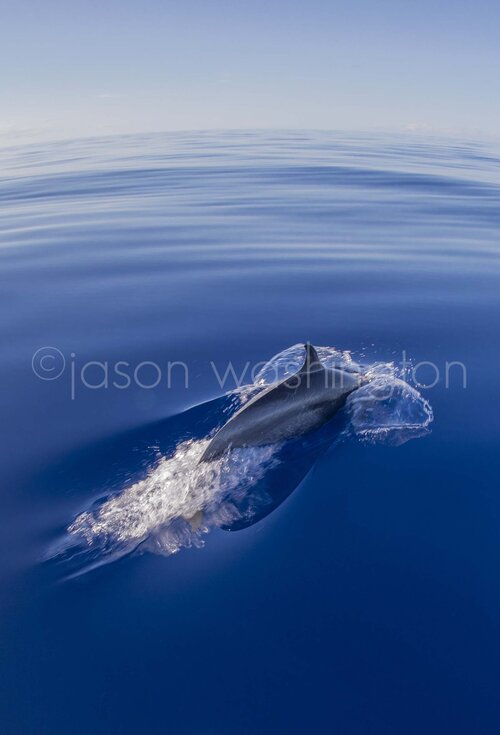 A dolphin breaking the surface of an immaculately calm, deep-blue ocean, leaving a gentle wake beneath a clear sky.