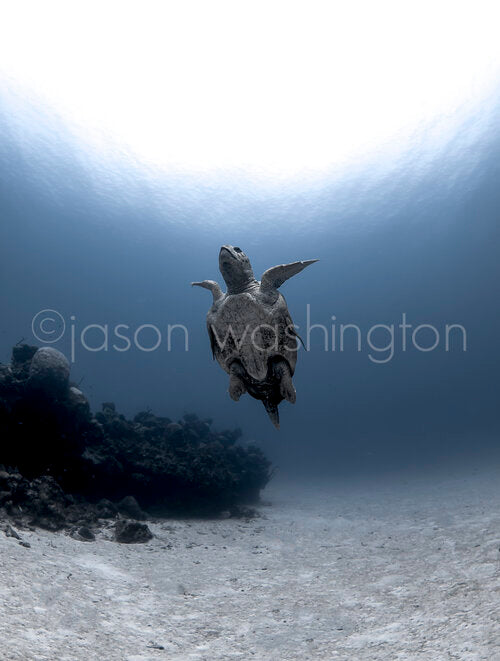 Underwater photograph of a loggerhead sea turtle swimming upward from a sandy seafloor toward the sunlit water surface, with a coral outcrop to one side.