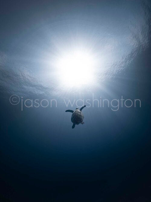 nderwater photograph of a hawksbill sea turtle swimming upward toward a bright sunburst at the water’s surface, with deep blue water below.