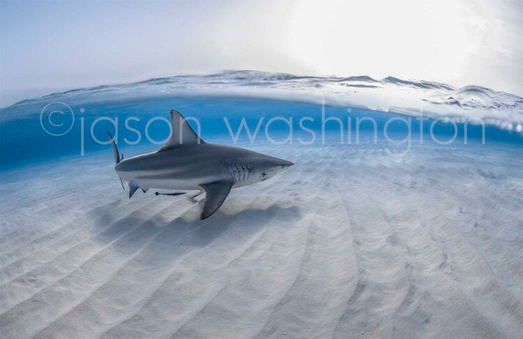 Blue Horizon