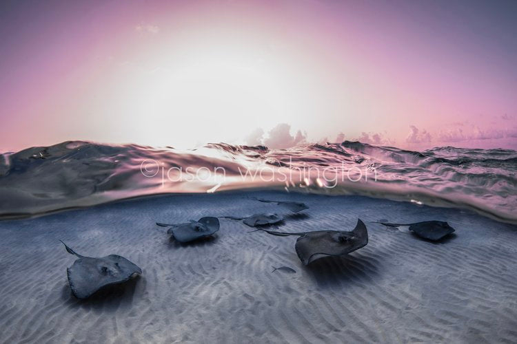 Split-level underwater photograph of six southern stingrays gliding over rippled white sand beneath a glassy water surface tinted pink and purple by the rising sun.