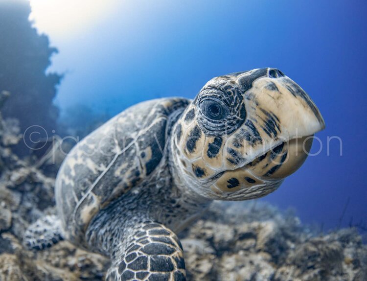 Close-up underwater portrait of a hawksbill sea turtle, its patterned shell and expressive eye prominent against a softly blurred blue reef background.