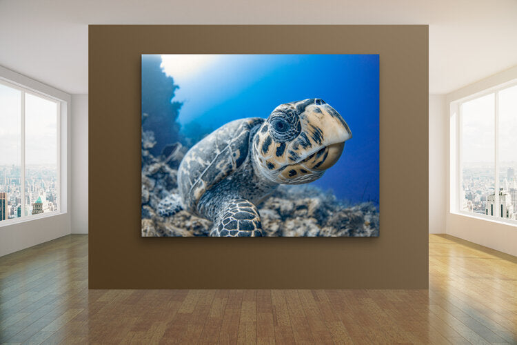 Close-up underwater portrait of a hawksbill sea turtle, its patterned shell and expressive eye prominent against a softly blurred blue reef background.