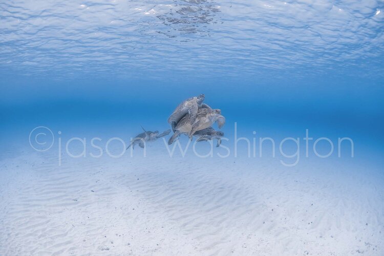 Underwater photograph of two green sea turtles entwined in mating amidst clear blue water and a rippled sandy seafloor.