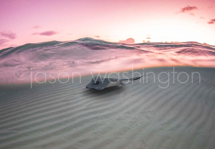 Split-level underwater photograph showing a southern stingray gliding over rippled white sand beneath a pastel pink and purple water surface at dusk.