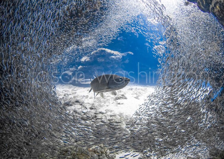 Underwater scene of a large tarpon (“Silver King”) centered within a swirling school of tiny dwarf herring (“silversides”), their silver bodies forming a tunnel around the fish against a bright sandy reef floor.