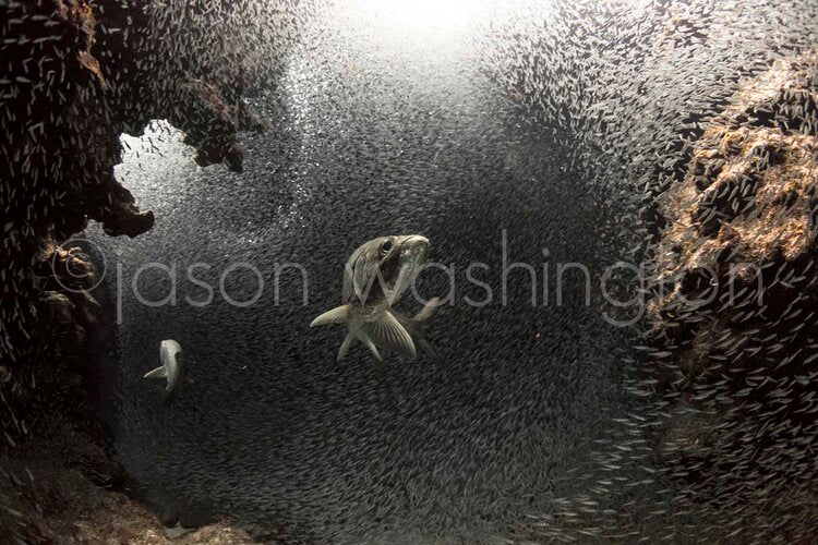 Underwater view of a tarpon swimming through a dense, circular school of silvery dwarf herring inside a rocky overhang, light filtering down from above