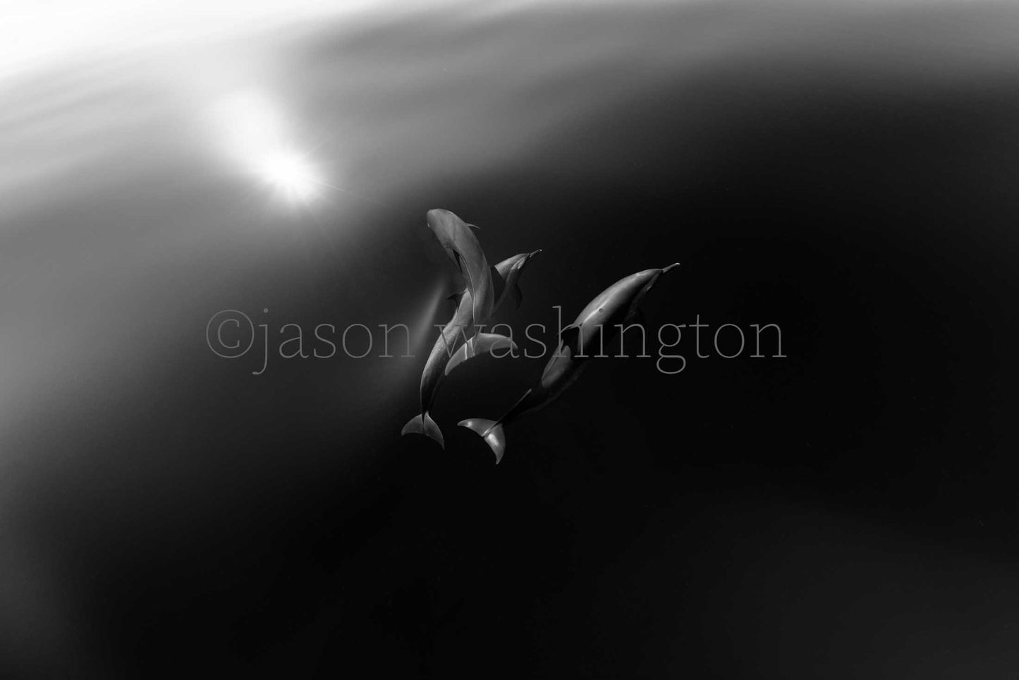 Black-and-white metal print of three spinner dolphins arching upward toward a sunlit water surface, their sleek bodies illuminated against the dark, glass-smooth ocean.