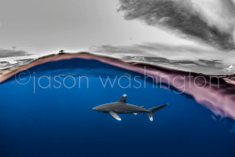 Split-level underwater photograph showing an oceanic white tip shark swimming beneath deep blue water, with a dramatic gray storm cloud sky reflected on the water’s surface above.