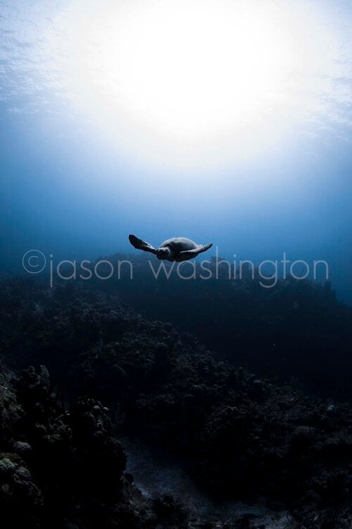 Underwater photograph of a hawksbill sea turtle swimming upward above a dark coral reef, silhouetted against a bright sunburst filtering down through clear blue water.
