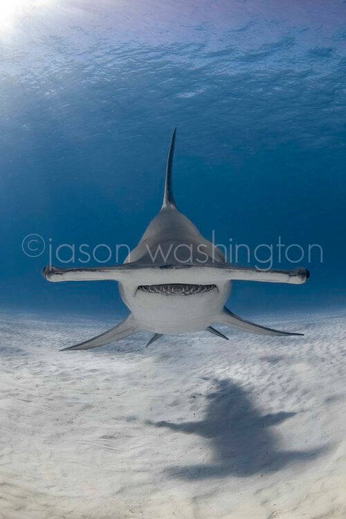 Front-facing underwater photograph of a hammerhead shark swimming directly toward the camera over rippled white sand, with its shadow cast below and sunlight filtering from the water’s surface above.