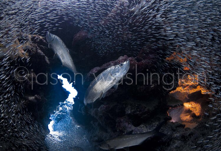 Underwater view inside a coral grotto where three tarpon swim through a swirling school of tiny silvery fish, with a bright tunnel of sunlight and reef rock illuminating the scene.