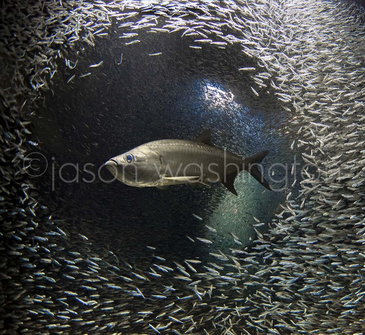 Underwater photograph of a tarpon swimming through a dense, circular school of dwarf herring inside a rocky overhang, light filtering down from above.