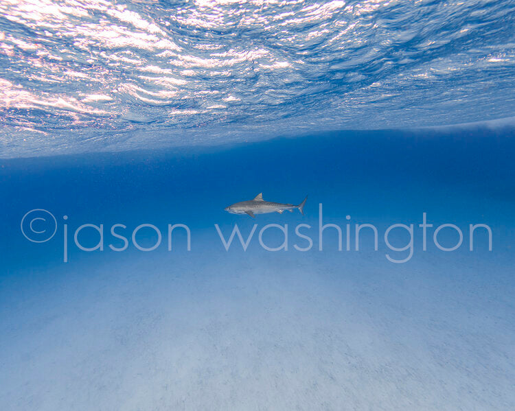 Underwater photograph of a lone tiger shark swimming through clear, deep-blue water just below the sunlit surface, with a pristine sandy bottom beneath.
