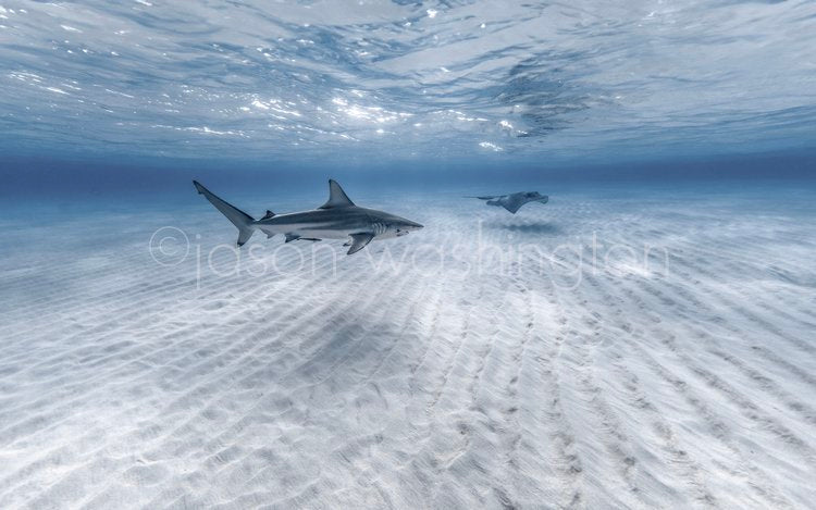 Split-level underwater photograph of a blacktip shark swimming over rippled white sand alongside a southern stingray, with the glassy water surface above reflecting light in soft blue tones.