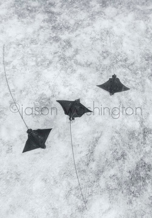 Three spotted eagle rays swimming in perfect formation over a rippled sandy seabed, their long tails streaming behind them against a pale underwater backdrop.