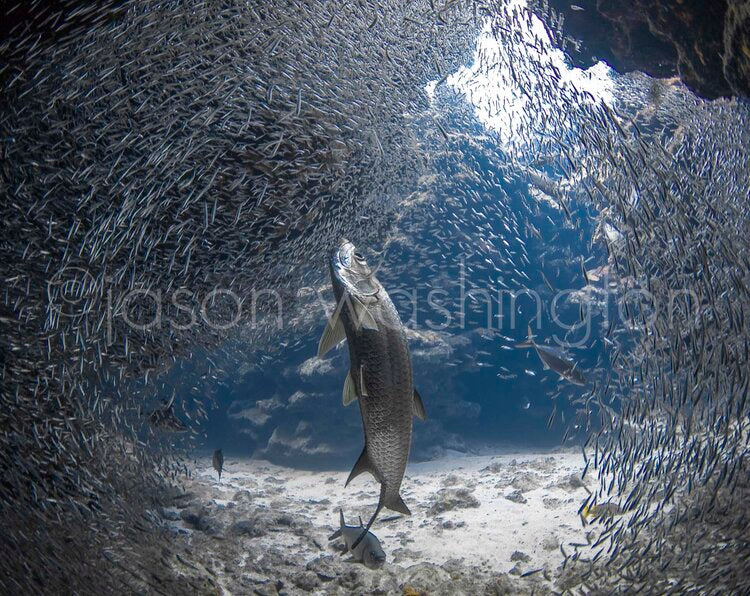 Underwater photograph of a large tarpon suspended in a swirling tunnel of tiny dwarf herring, captured mid-turn in a rocky cavern with light filtering from above.