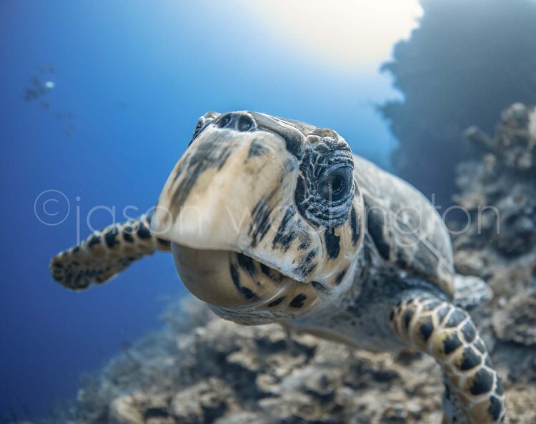Close-up underwater portrait of a hawksbill sea turtle swimming toward the camera in front of a coral reef wall, its patterned beak and eye prominently in focus.