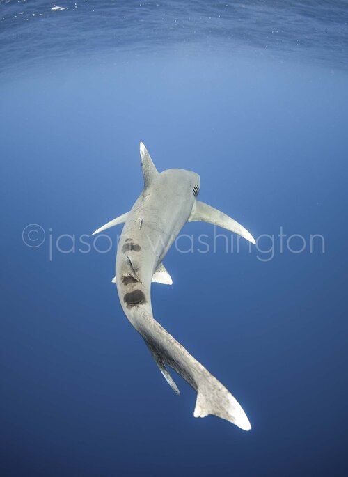 Underwater photograph of an oceanic white tip shark viewed from behind, swimming through deep blue water with its long white-tipped tail and dorsal fin visible