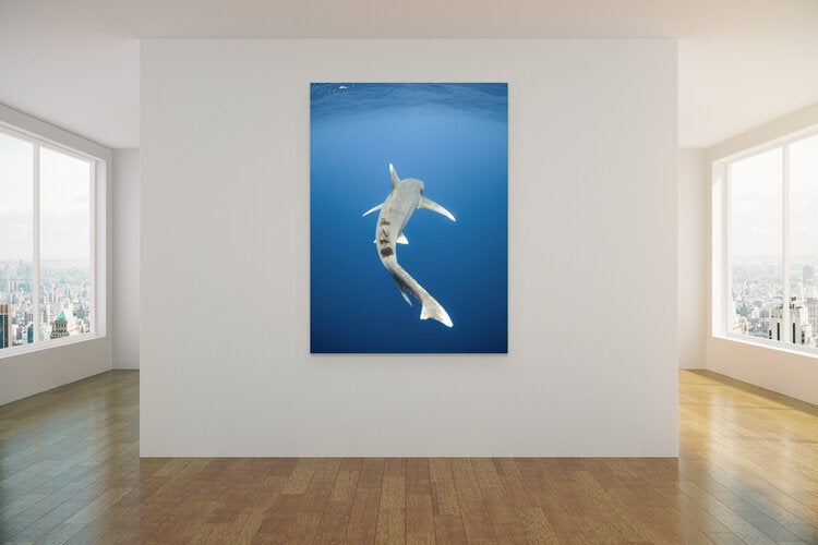 Underwater photograph of an oceanic white tip shark viewed from behind, swimming through deep blue water with its long white-tipped tail and dorsal fin visible