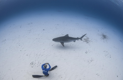 blue shark
