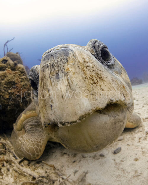 Curious Loggerhead