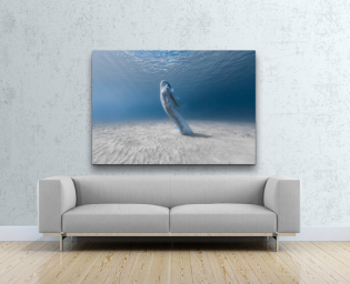 Underwater photograph of a freediver draped in a sheer white fabric, leaning back as she ascends through clear, blue water above a rippled sandy seabed.