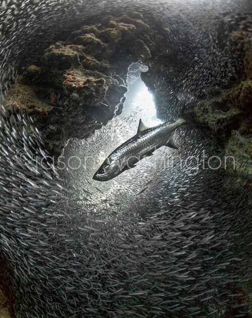 Underwater photograph of a large tarpon (“Silver King”) swimming through a swirling school of tiny dwarf herring (“silversides”) inside a rocky overhang, with light filtering down from above.