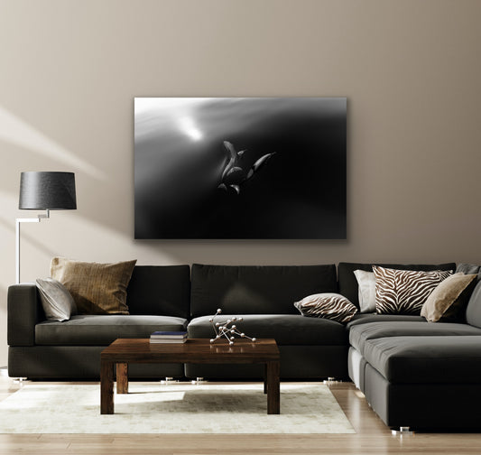 Black-and-white metal print of three spinner dolphins arching upward toward a sunlit water surface, their sleek bodies illuminated against the dark, glass-smooth ocean.